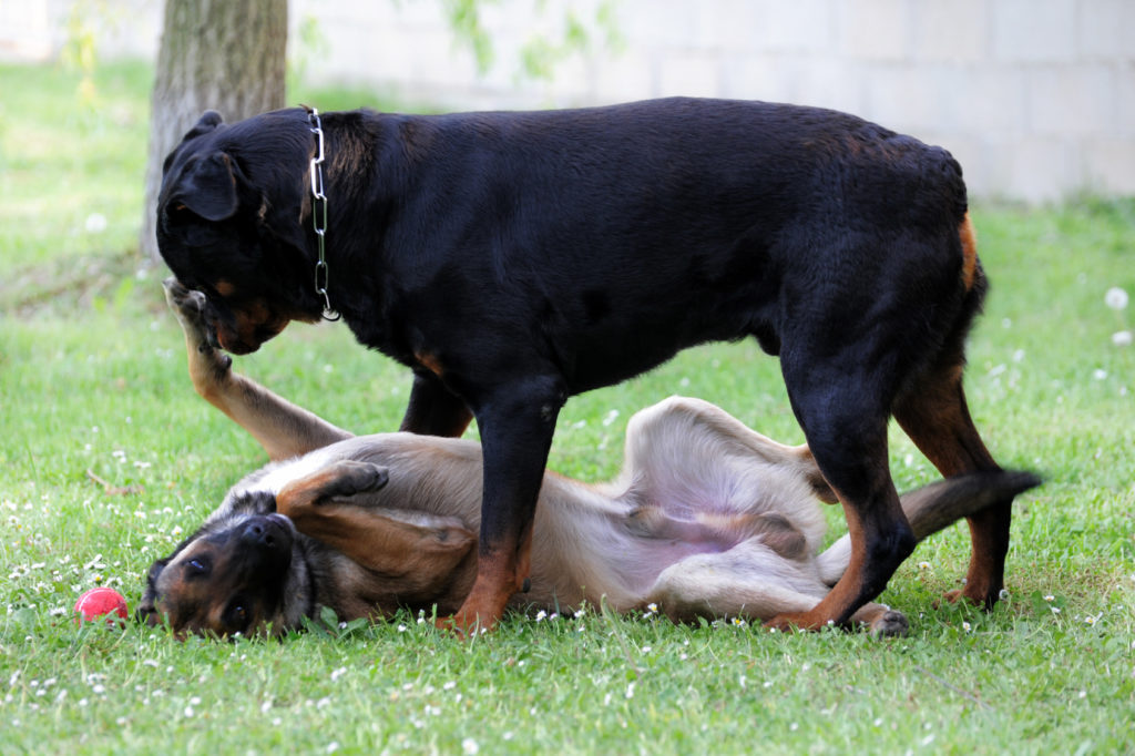 los perros dominantes