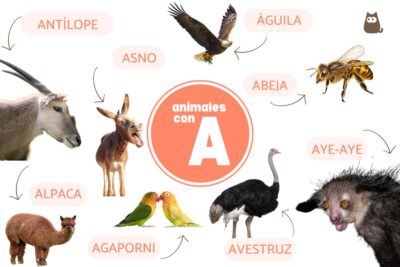 los primeros 20 animales que comienzan con a