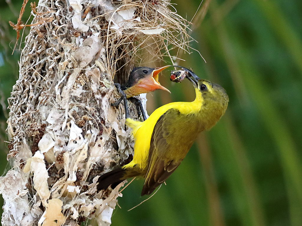 manejo de los pajaros en los espacios verdes