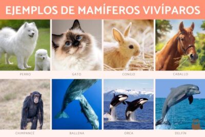 mas 20 ejemplos y caracteristicas de los animales viviparos