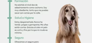 nombre una experiencia de aprendizaje para perros