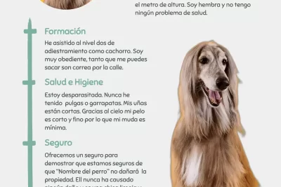 nombre una experiencia de aprendizaje para perros