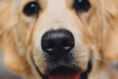 normal que la nariz de mi perro este fria
