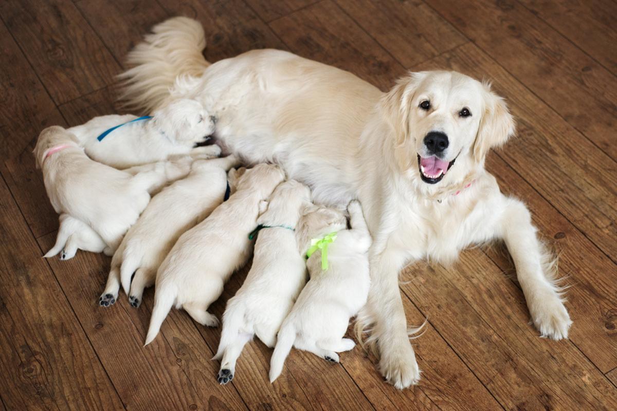 numero de cachorros en un embarazo