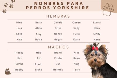 numero de cachorros en un yorkshire terrier