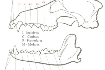 numero de dientes en un perro
