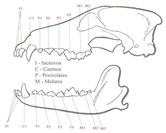numero de dientes en un perro