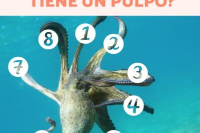 numero de patas del pulpo