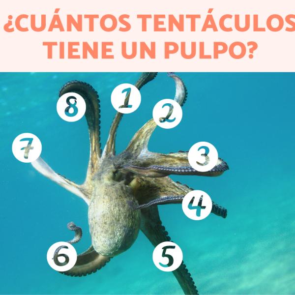 numero de patas del pulpo