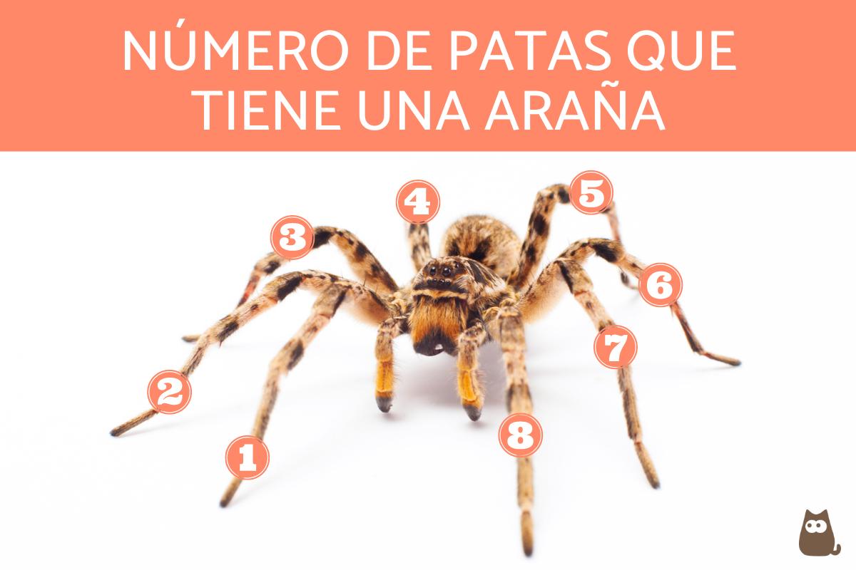 numero de patas en las aranas