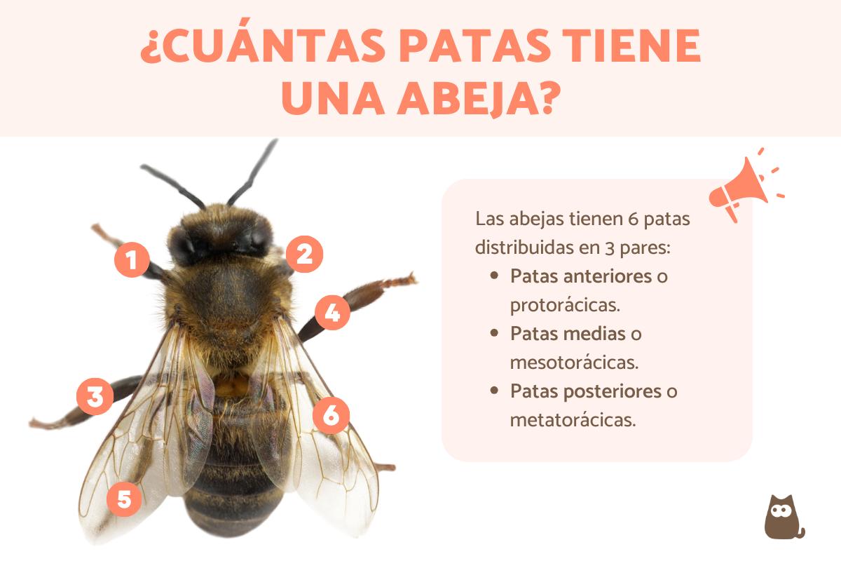 numero de patas en una abeja