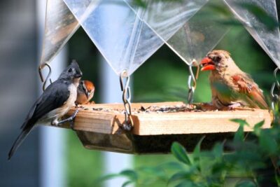 para atrair pajaros al jardin