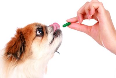 para que sirve la amoxicilina en perros