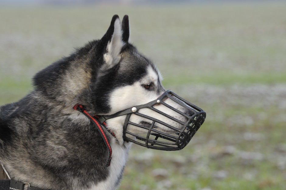 para que sirve un bozal para perros