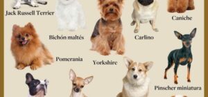 perros incluso o exclusivo del hogar