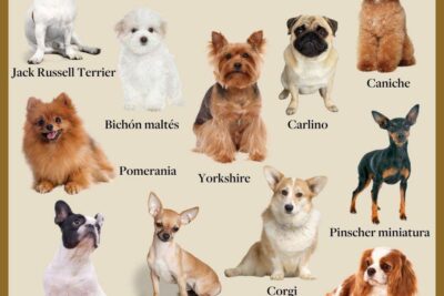 perros incluso o exclusivo del hogar