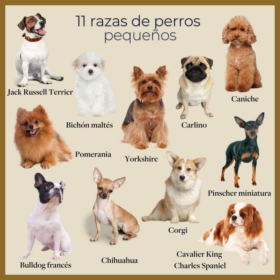 perros incluso o exclusivo del hogar