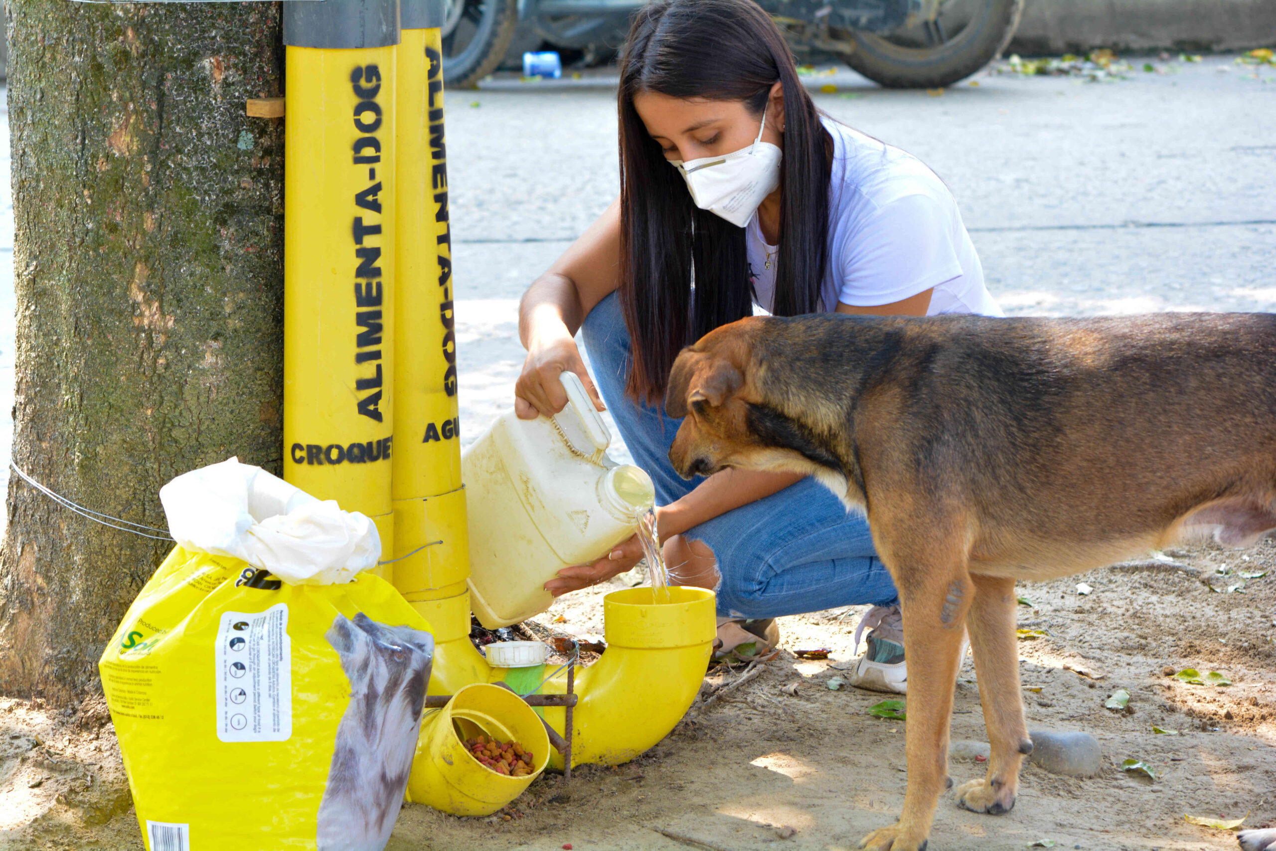 por que alimentar a los perros callejeros 66 scaled