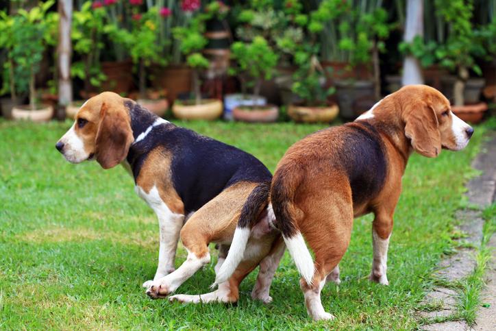 por que los perros se quedan pegados cuando se cruzan