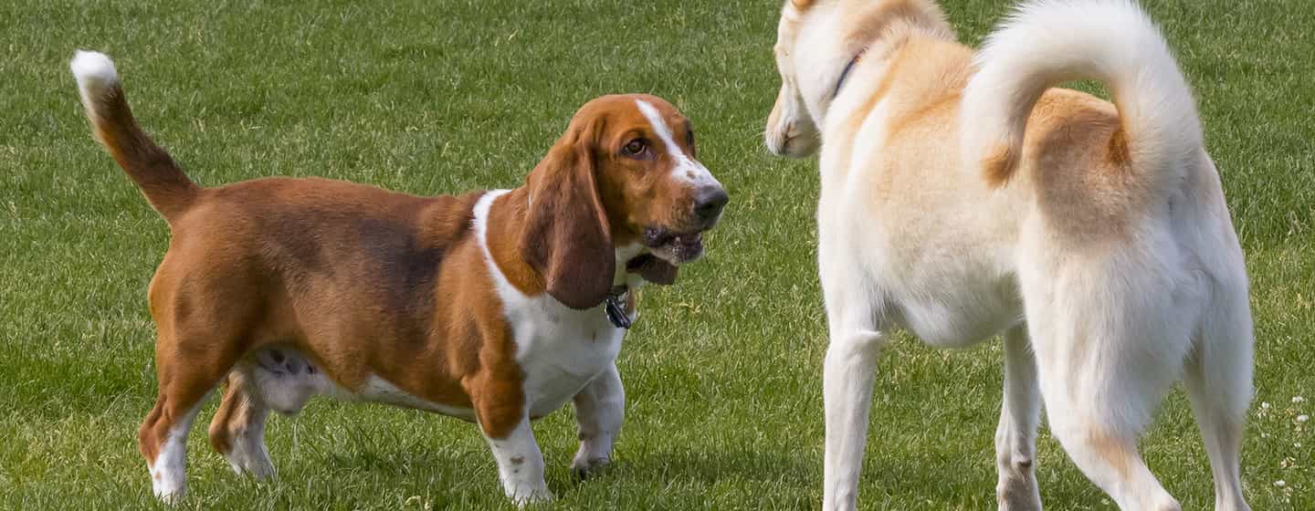 por que mi perro muerde a otros perros 1