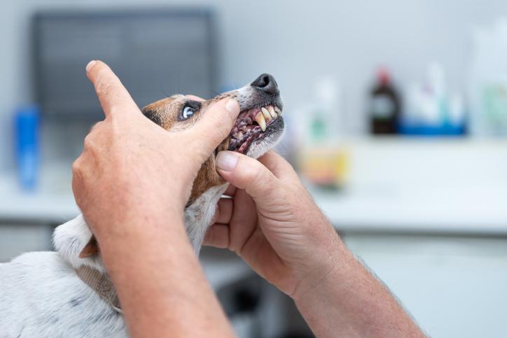 por que mi perro sangra por la boca