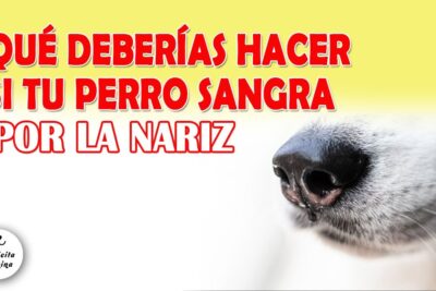 por que mi perro sangra por la nariz