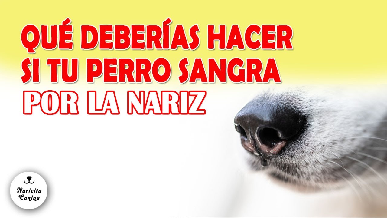 por que mi perro sangra por la nariz