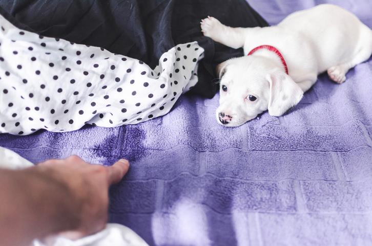 por que mi perro se orina en la cama