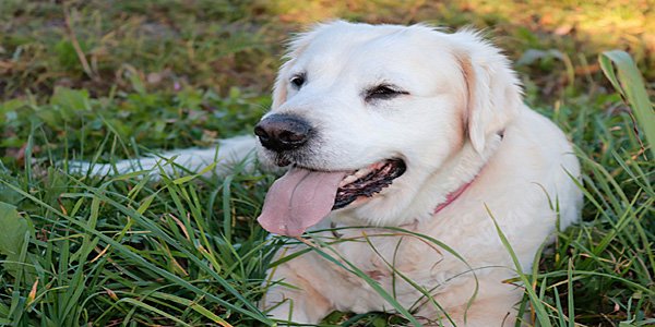 por que mi perro tiene la lengua blanca