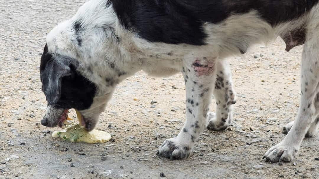 por que mi perro vomita