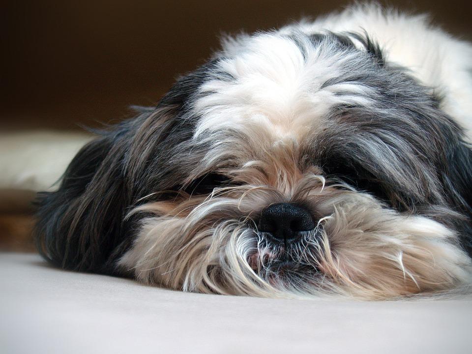 ¿Por qué ronca mi perro? 1 por que ronca mi perro