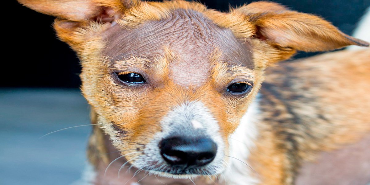 por que se le cae el pelo al perro