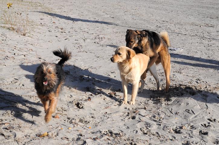 por que un perro macho quiere montar a otro macho 1