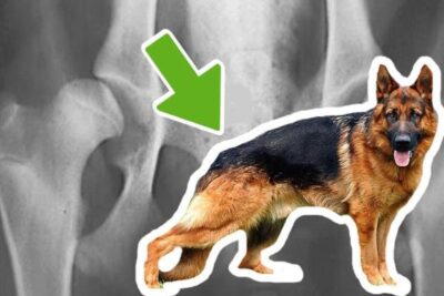 por que un perro pierde movilidad patas traseras 1