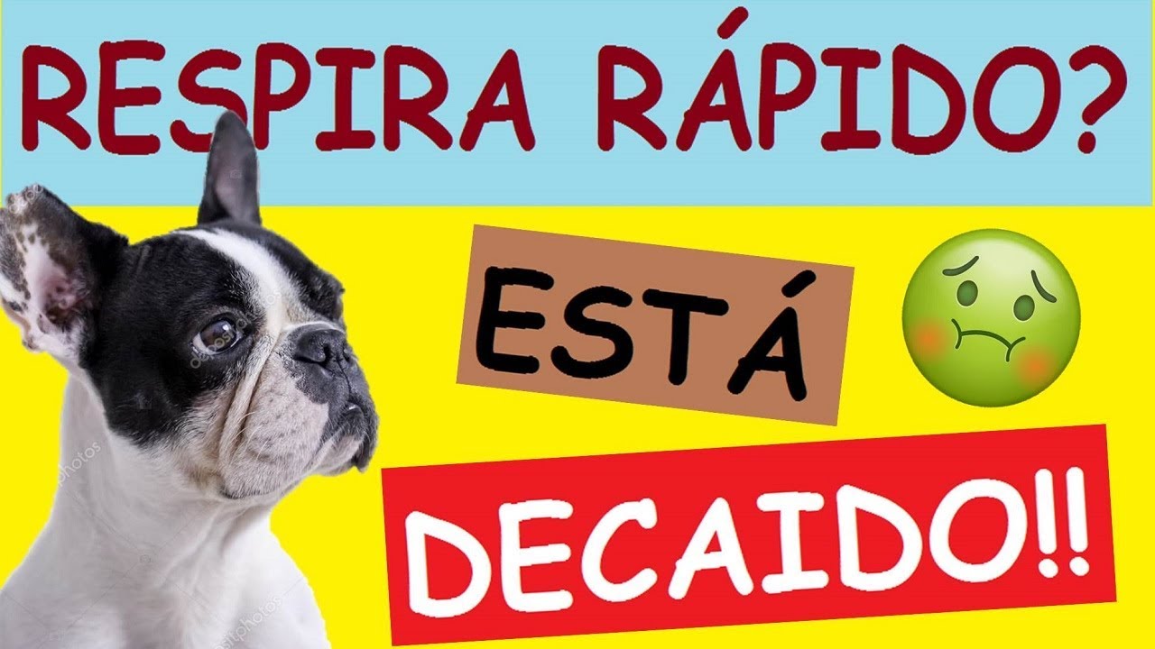 por que un perro respira rapido