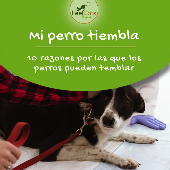 por que un perro tiembla