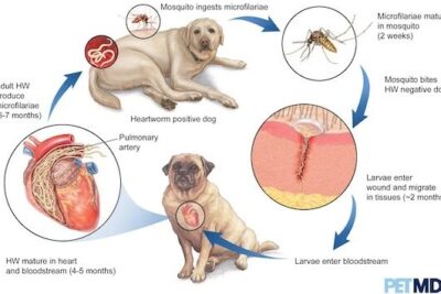 prevenir enfermedades cardiacas en perros