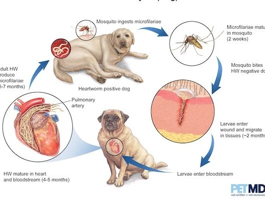 prevenir enfermedades cardiacas en perros