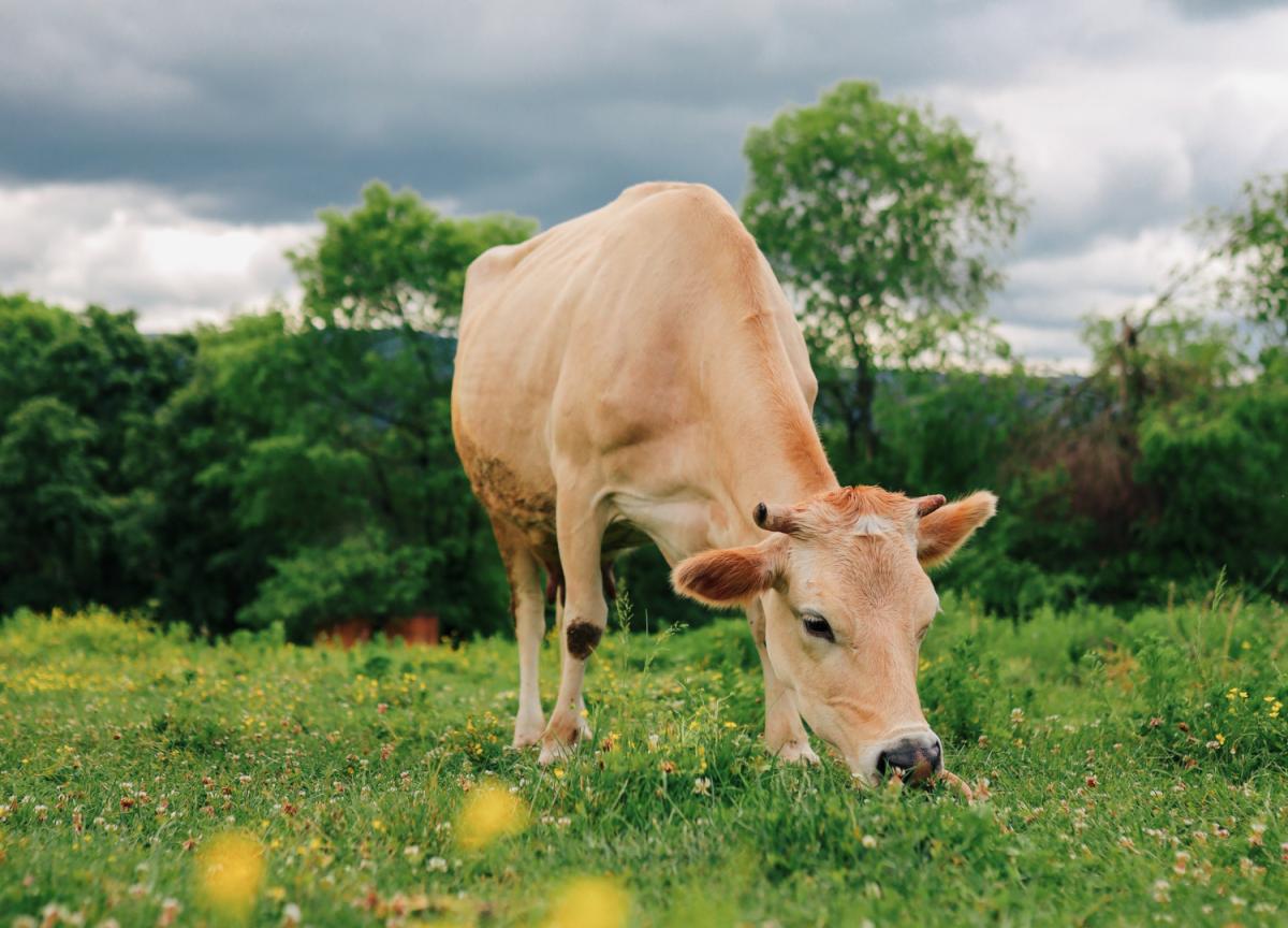 ¿Qué comen las vacas y los toros? 1 que comen las vacas y los toros