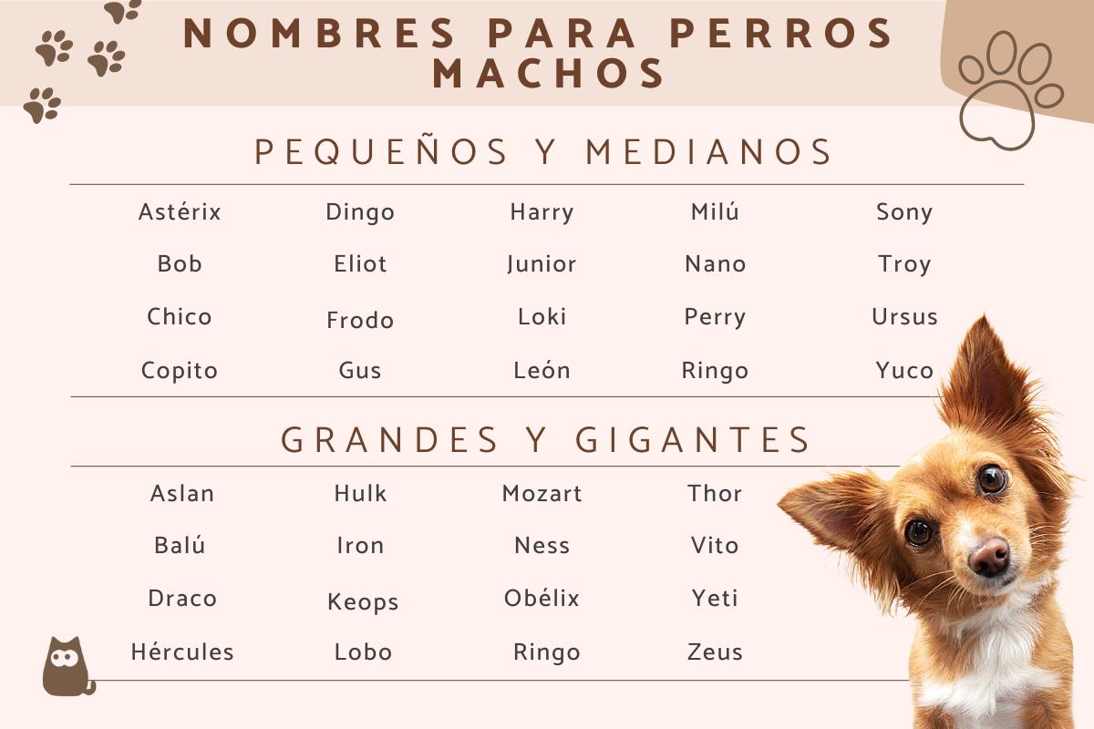 que nombre se le puede poner a un perro