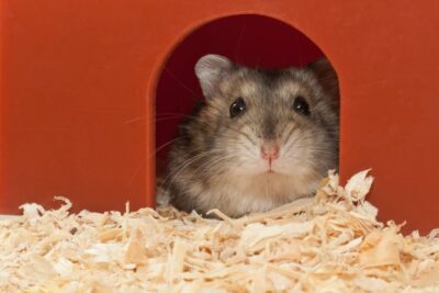 que vive un hamster un descubrimiento a traves de los anos