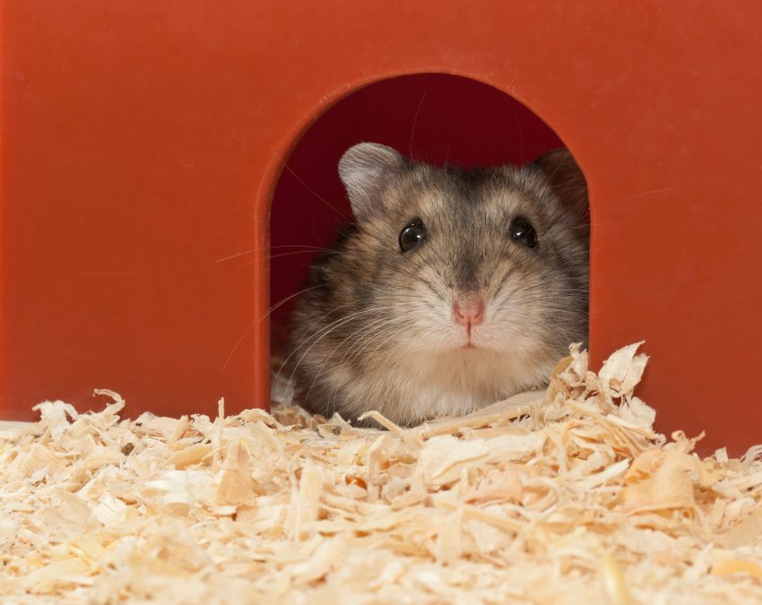 que vive un hamster un descubrimiento a traves de los anos