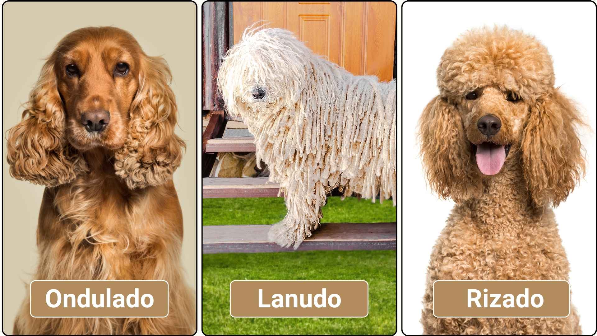Razas de perros de pelo rizado - Imágenes y descripción 1 razas de perros de pelo rizado imagenes y descripcion