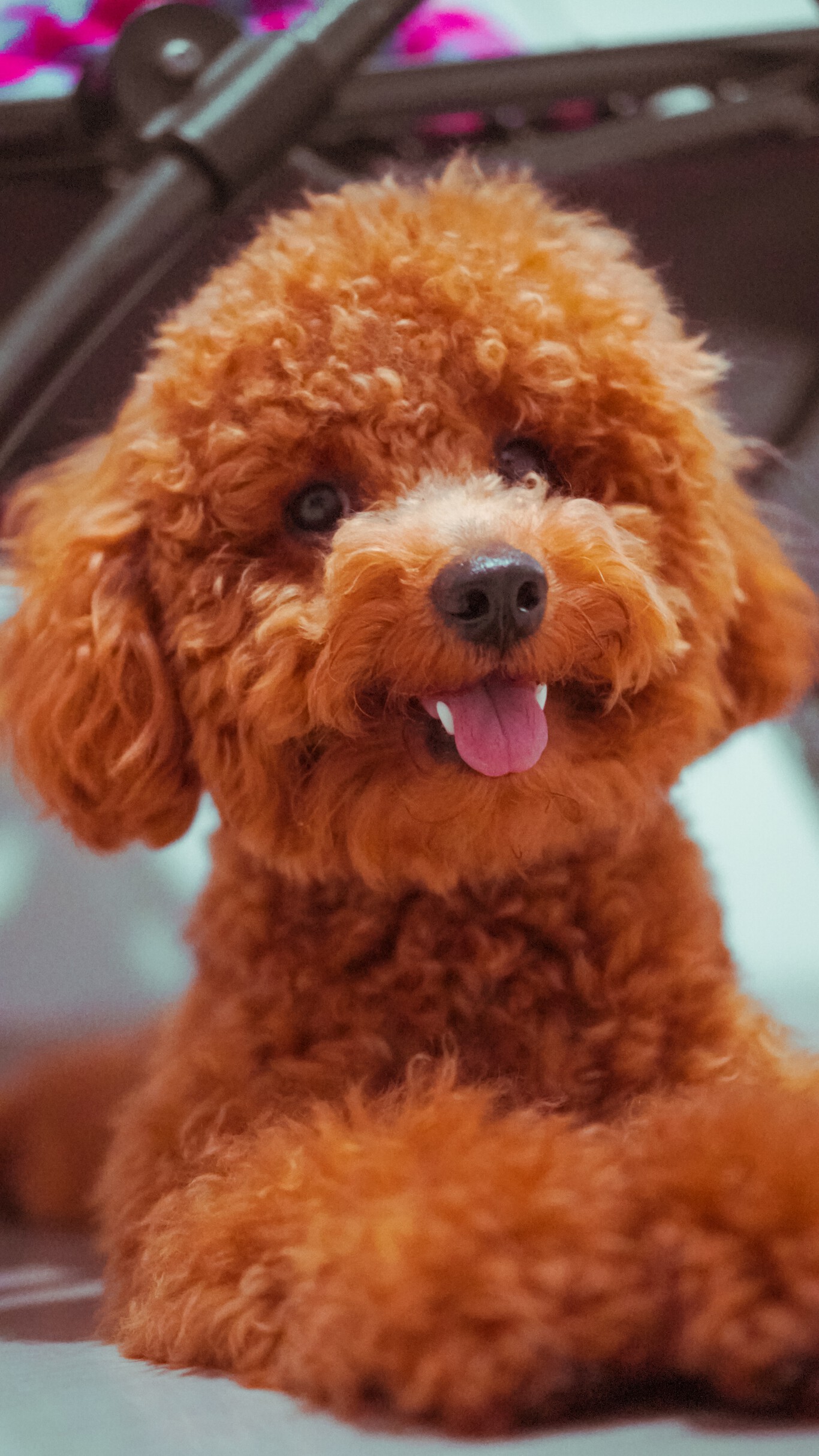 recomendaciones del cuidador sobre la frecuencia de las banos y cortes de pelo del caniche