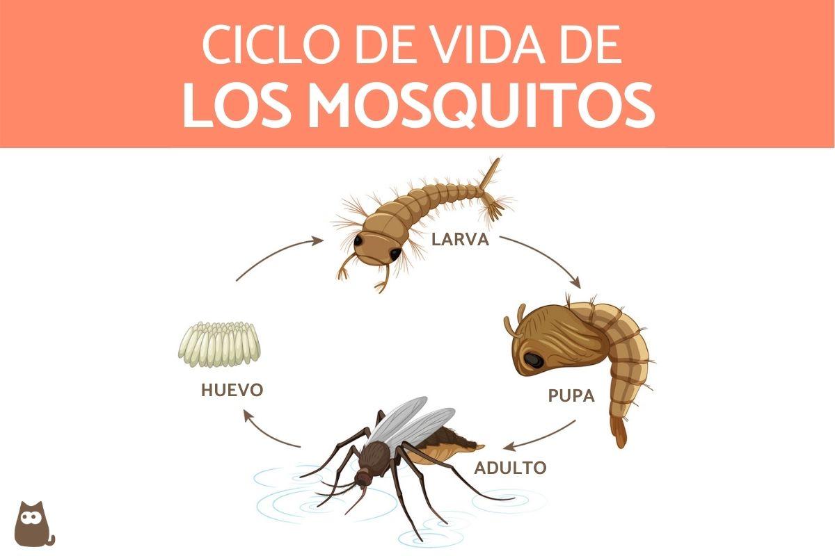 reproduccion de los mosquitos un proceso sexual interno