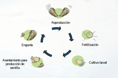 reproduccion de moluscos