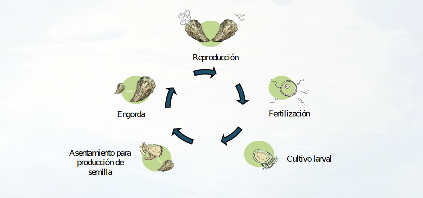 reproduccion de moluscos