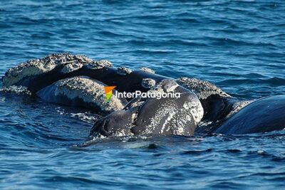 reproduccion en ballenas