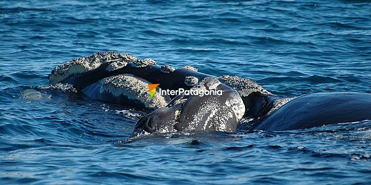 reproduccion en ballenas