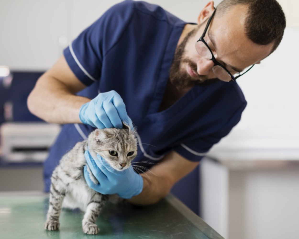 retiran varios lotes de medicamentos veterinarios